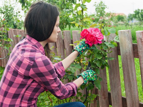Planning a flower bed layout for a Paddington garden