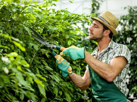 Tree removal services managing overgrown branches in Paddington