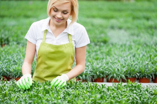 Weed control and soil improvement in a Paddington outdoor space